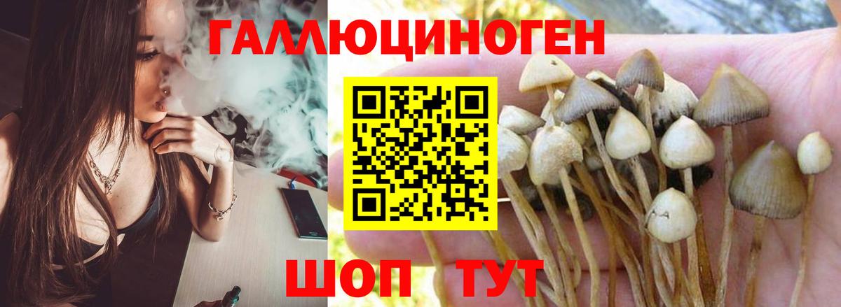 Псилоцибиновые грибы Psilocybe Вязьма